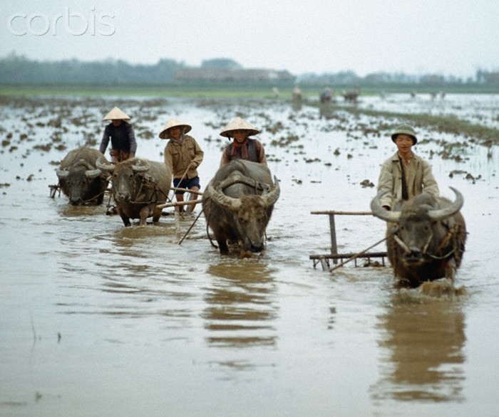 1/3/1973. Những người nông dân dùng sức kéo của trâu để cày ruộng, một vùng cạnh Đồng Hới, tỉnh Quảng Bình gần Quốc lộ 1. Ảnh. © Werner Schulze-dpa-Corbis.